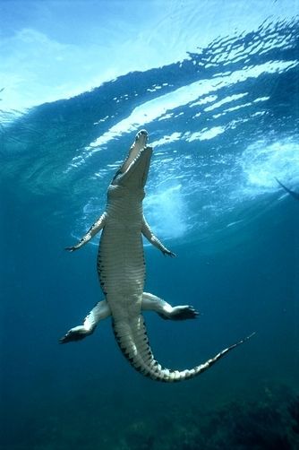 Saltwater Crocodile or Estuarine Crocodile (Crocodylus porosus) surfacing to breath, Oro Bay, Papua New Guinea by Mike Parry... Estuarine Crocodile, Crocodile Facts, Saltwater Crocodile, Under The Ocean, Animale Rare, Water Life, Haiwan Peliharaan, Crocodiles, New Guinea