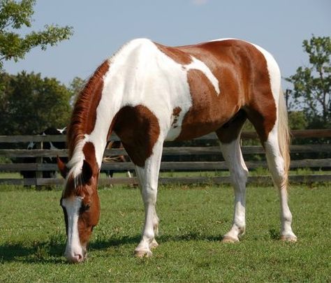 Georgian Grande chestnut tobiano gelding Chestnut Pony, Chestnut Paint Horse, Horse Chestnut, Brown Paint Horse, Georgian Grande Horse, Chestnut Horse Jumping, Liver Chestnut Warmblood, Buy A Horse, Thoroughbred Horse Chestnut