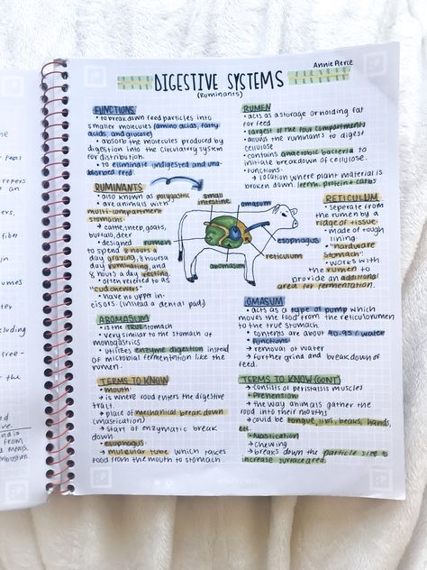 Credit to @anniestudiesss on instagram Digestion Notes Aesthetic, Digestive System Notes Aesthetic, Ruminant Digestive System, Digestive System Notes, Digestive System Model, Creative Notes, Notes Aesthetic, Science Vocabulary, Journal Lettering