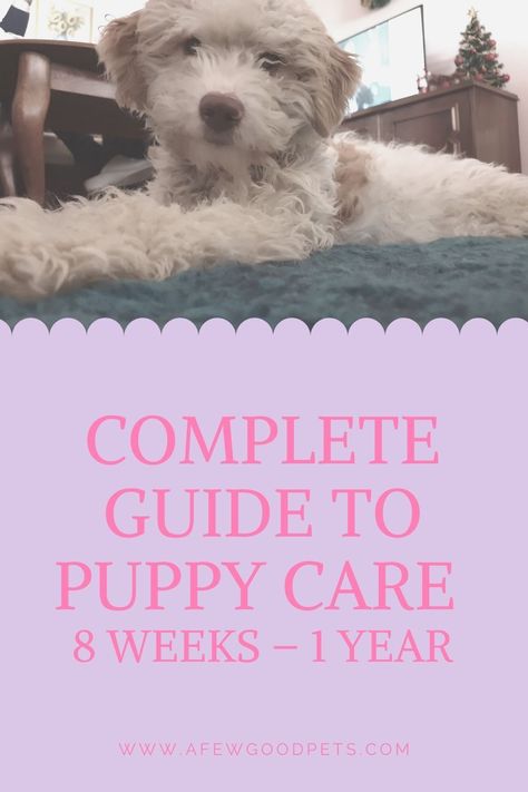 There’s a variety of different supplies you’ll need to have on hand to provide your new puppy with everything they’ll need to get a good start in life. Having the right supplies, veterinary care, and nutrition for raising your puppy are important. A puppy that is truly integrated into daily life will become a calm and steadfast friend. Getting a new puppy can be one of the most exciting events in a person’s life. #puppy #guide #1yearold #8weeksold #afewgoodpets Preparing For New Puppy, What You Need For A New Puppy, How To Take Care Of A Puppy, Keeping Puppy Busy Ideas, Newborn Puppy Care, New Puppy Training, Puppy Advice, Raising Puppies, Puppy Guide