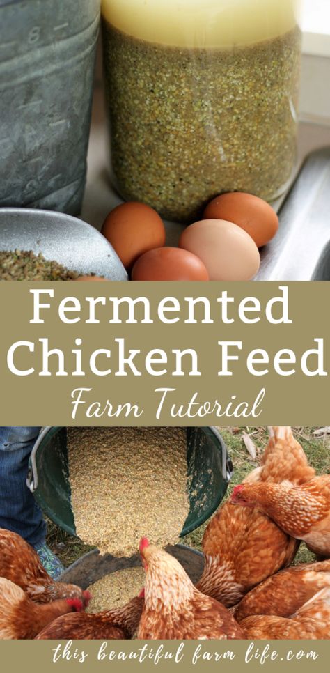 Save money and increase the health of your flock with fermented chicken feed.  This  farm tutorial shows just how simple it is and tell you all the benefits.  #farmtutorial #healthychickenfeed #soakingchickenfeed #fermented #soakinggrains #farmfeed Fermented Chicken Feed, Chicken Feed Diy, Fermenting Chicken Feed, Organic Chicken Feed, Egg Laying Chickens, Chicken Tractors, Backyard Chicken Farming, Raising Backyard Chickens, Chicken Garden