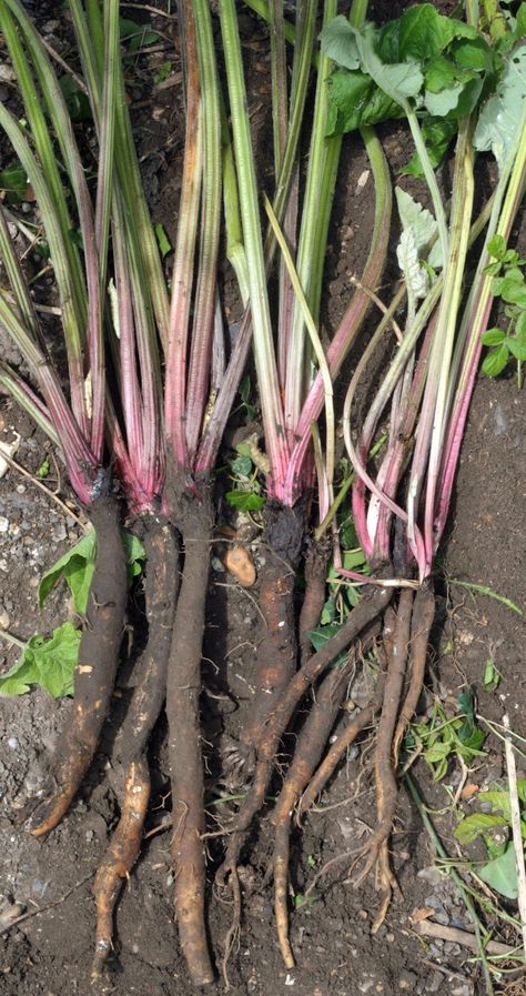 Dandelion And Burdock, Wild Foraging, Wild Food Foraging, Edible Wild Plants, Burdock Root, Dandelion Root, Fizzy Drink, Dandelion Recipes, Wild Edibles