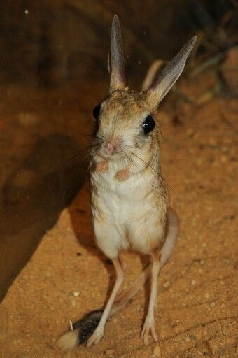 Long Eared Jerboa, Kangaroo Rat, Silly Dogs, Little Critter, Wild Dogs, Kawaii Animals, Amazing Animals, Weird Animals, Rodents