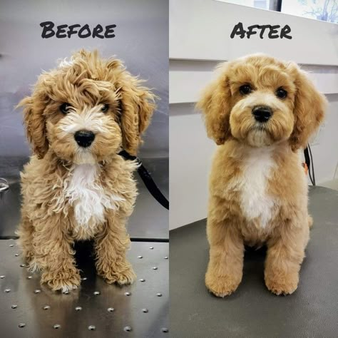 Havanese Poodle Haircut, Poochon Puppy Haircut, Mini Goldendoodle Puppy Haircut, Mini Aussiedoodle Haircut Styles, Cockerpoo Haircut, Mini Golden Doodle Haircut Styles, Pomapoo Haircut Styles, Golden Doodle Puppy Haircut, Shipoo Dog Haircuts