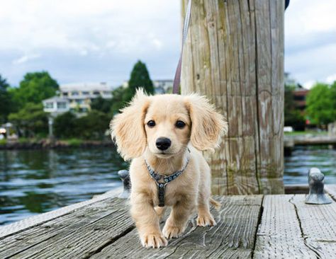 English Cream Dachshund.. English Cream Dachshund, Long Haired Miniature Dachshund, Cream Dachshund, Dachshund Puppy Long Haired, Dachshund Breed, Haiwan Comel, English Cream, Dachshund Funny, Dapple Dachshund