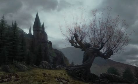 First September, Whomping Willow, Anime Sasuke, Harry Potter Wall, Forbidden Forest, Harry Potter Background, Us Forever, Magical Tree, Hogwarts Aesthetic