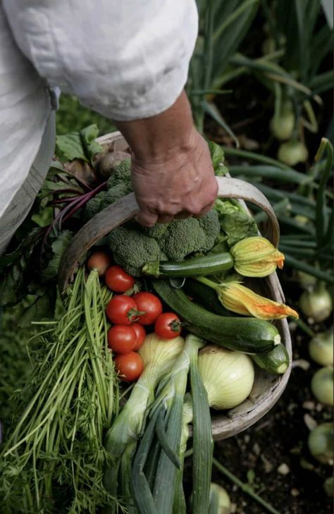 Sustainable garden ideas from Pippa Greenwood Sustainable Garden Ideas, Mealy Bugs, Plant Saucer, Garden Harvest, Veg Garden, Sustainable Garden, Food Garden, Garden Pests, Fruit And Veg