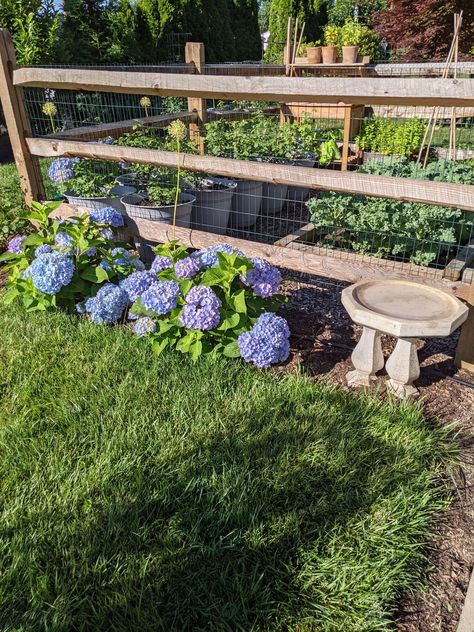 Cedar Split Rail Fence, Corner Landscaping, Tiny Powder Room, Split Rail Fence, Endless Summer Hydrangea, Prairie Garden, Rail Fence, Fence Landscaping, Greenhouse Gardening