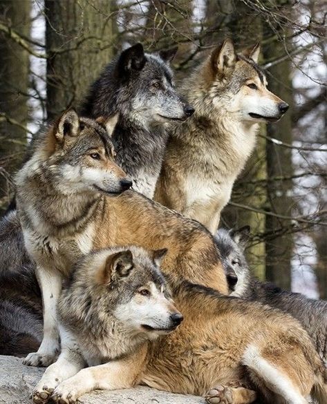 Wolf Images, Wolf Spirit Animal, Wolf Spirit, Beautiful Wolves, Hunting Trip, Grey Wolf, Lone Wolf, Wolf Dog, Wolf Pack