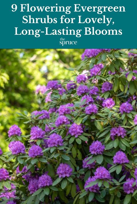 Evergreen Shrubs Full Sun, Flowering Shrubs Full Sun, Evergreen Landscape Front Yard, Flowering Shrubs For Shade, Garden Shrubs Evergreen, Small Evergreen Shrubs, Full Sun Shrubs, Shrubs For Landscaping, Colorful Shrubs