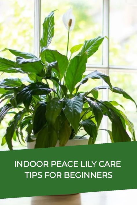 The Spathiphyllum, also known as the peace lily, is a tropical plant from the Spathiphyllum genus popular for indoor use. Featuring stunning flowers that tower above its lush foliage, this plant adds a touch of elegance to any space. Consider adding a peace lily to your home decor for a refreshing and beautiful touch of nature indoors. Spathiphyllum Plant Care, Peace Lily Care Indoor, Peace Lily Care, Lily Care, Peace Lily Plant, Stunning Flowers, Plant Care Houseplant, Indoor Plant Care, Peace Lily