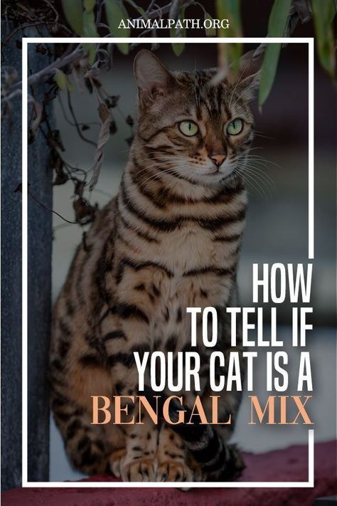 How to tell if your cat is a Bengal mix? For all you know, you might have a cat that is half Bengal! Black Bengal Cat, Silver Bengal Cat, Bengal Cat Kitten, Domestic Cat Breeds, Asian Leopard Cat, Bengal Kitten, Leopard Cat, Cat Care Tips, Lactose Intolerant