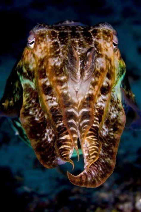 Cuttlefish