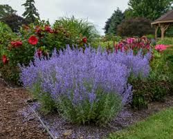 Proven Winners Perennials, Russian Sage, Sage Garden, Sage Plant, Low Maintenance Landscaping, Landscape Design Plans, Proven Winners, Blooming Plants, Hardy Plants