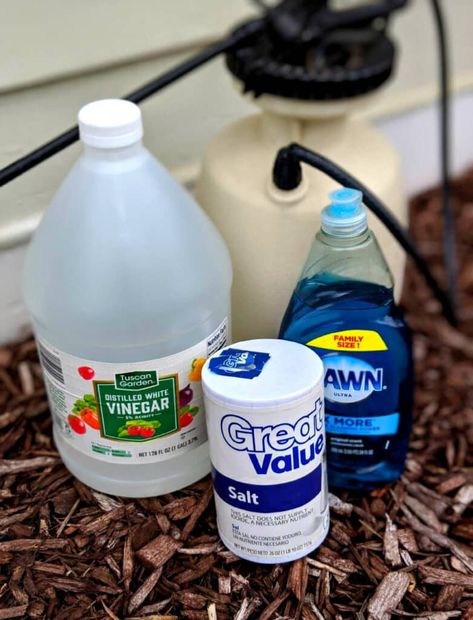 How To Kill Weeds With Vinegar, Grass Killer Homemade, Killing Weeds With Vinegar And Salt, How To Kill Weeds Permanently, Weeds In Garden, Kill Weeds With Vinegar, Kill Grass, Allan Jackson, Kill Weeds Naturally