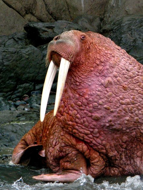 Pacific walrus Walrus Photography, Bumpy Skin, Special Images, Amazing Animals, East Side, North East, Amphibians, Mammals, Russia