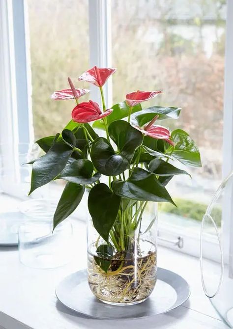 15 Indoor Plants in Glass Jars Ideas | Balcony Garden Web Plants In Glass Jars, Aqua Scape, Water Plants Indoor, Plants Grown In Water, Tanaman Air, Plant In Glass, Plants In Jars, Anthurium Plant, Tanaman Indoor