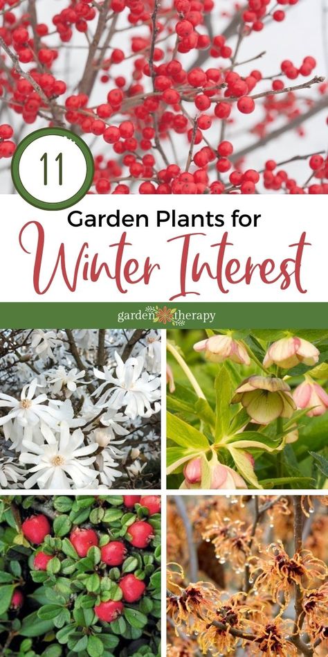 Winter doesn’t have to be white in the garden. Even if there is a blanket of snow covering the soil, these colorful characters will add some pizzazz to the winter garden with their showy limbs, bright berries, and even some flowers! Here are some ideas for what to plant for winter garden interest. #gardentherapy #evergreen #gardening #plants #winter #wintergardening Winter Garden Interest, Winter Flowering Plants Uk, Utah Plants, Winter Flowers Garden, Garden Redesign, Gravel Gardens, Snow Garden, Cold Climate Gardening, Cool Characters