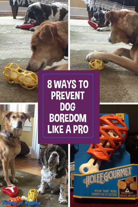 Activities for dogs to keep a dog happy and not bored. There are many ways to prevent dog boredom and here are 8 of them. Number 3 is our favorite! Activities For Dogs, Dog Boredom Buster, Dog Boredom, Dog Entertainment, Brain Games For Dogs, Bored Dog, Diy Dog Toys, Dog Enrichment, Best Dog Toys