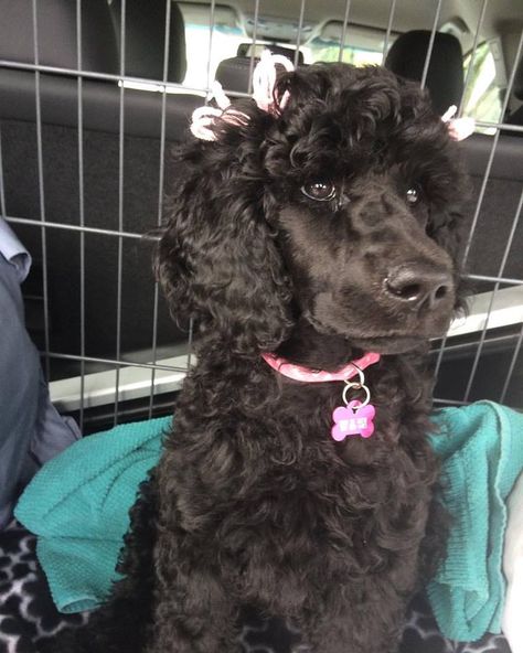 Toy Poodle Shaved Face, Poodle Shaved Face, Dog Haircut, Goldendoodle Grooming, Dream Birthday, Poodle Cuts, Black Poodle, Cute Small Dogs, Stella Rose