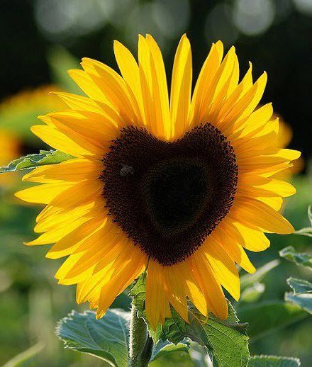 Heart In Nature, Sunflower Hearts, Sunflowers And Daisies, Matka Natura, Bonsai Flower, Sunflower Pictures, Sunflower Wallpaper, Yellow Sunflower, Beautiful Heart