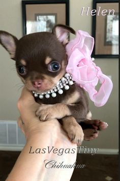 Chihuahua Mini Toy, Tea Cup Chihuahua, Chihuahua Training, Tiny Chihuahua, Long Hair Chihuahua, Teacup Chihuahua Puppies, Baby Chihuahua, Chihuahua Puppy, Teacup Chihuahua