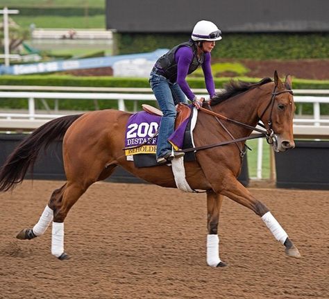 Beholder Breeders Cup Distaff Horse Profile, Breeders Cup, Santa Anita, Thoroughbred Horse, Horse World, Equine Photography, Nov 1, Thoroughbred, Horse Racing