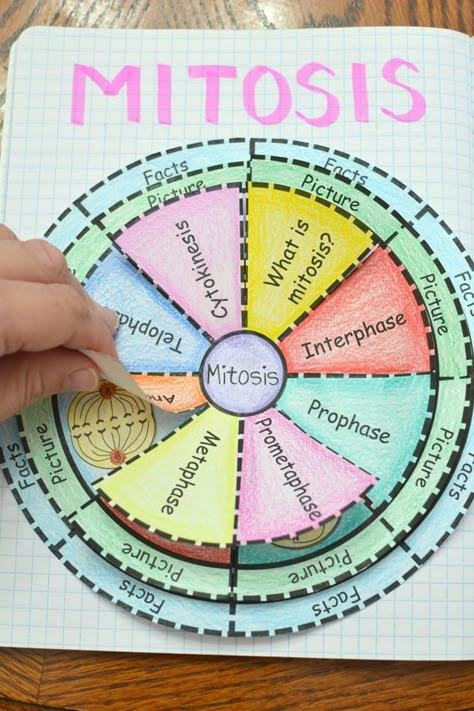 Biology Mitosis, Mitosis Notes, Mitosis Y Meiosis, Mitosis And Meiosis, Biology Activity, Biology Projects, Study Biology, Biology Classroom, Interactive Science