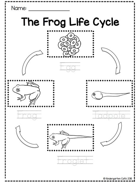 Observing the Frog Life Cycle for Kids | Kindergarten Cafe Frog Eggs Life Cycles, Frog Life Cycle Worksheet Free Printable, Life Cycle Of Frog Worksheet, Life Cycle Of A Frog Activities, Life Cycles Preschool Activities, Life Cycle Kindergarten, Frog Life Cycle Printable, Science Worksheets For Kindergarten, Life Cycles Kindergarten