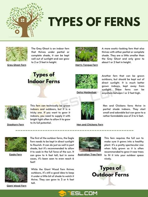 Types of Ferns Types Of Fern Plants, Australia Garden, Australian Tree Fern, Fern Images, Indoor Ferns, Lady Fern, Expand Your Vocabulary, Types Of Ferns, Wood Fern