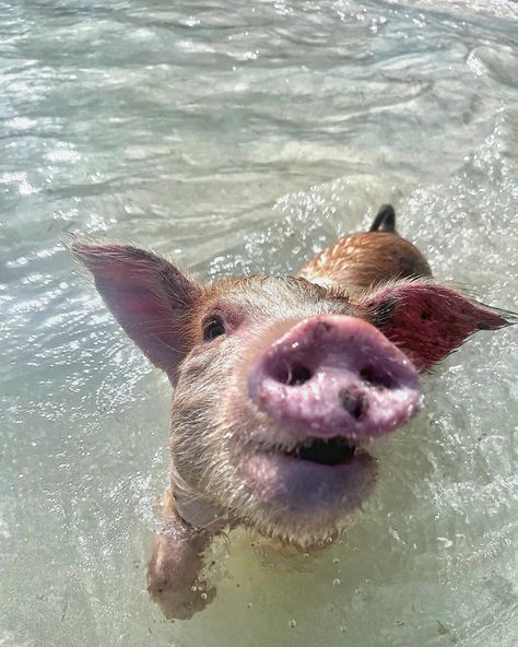 Sandals Resort, Untouched Nature, Bahamas Beach, Swimming Pigs, Beautiful Resorts, Cute Piggy, Bahamas Travel, Emerald Bay, Sandals Resorts