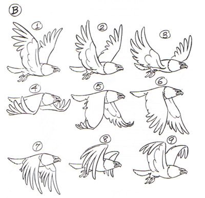 bird flight flapping animation step-by-step Hand Animation, How To Draw Birds, Draw Birds, Frame By Frame Animation, Animation Sketches, Bird Wings, Animation Tutorial, Animation Reference, Animated Drawings