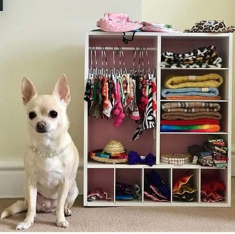 Puppy Closet Ideas, Dog Closet Diy, Cute Dog Set Up In Room, Diy Dog Closet, Dog Corner Ideas Bedroom, Dog Clothes Closet, Dog Closet Ideas, Puppy Room Ideas Spaces, Dog Set Up