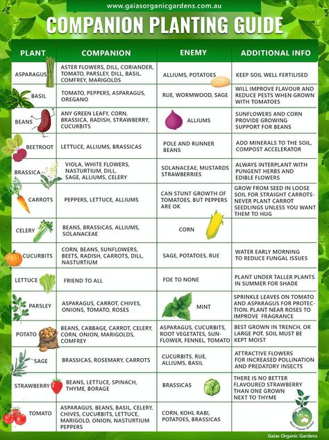 Companion Planting Guide - Gaias Organic Gardens Companion Planting Guide, Growing Beans, Companion Planting Chart, Companion Planting Vegetables, Companion Gardening, Garden Prepping, Garden Companion Planting, When To Plant Vegetables, Plants House