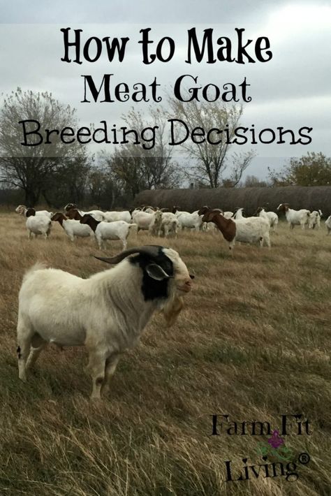 Meat Goats, Keeping Goats, Raising Farm Animals, Goat Care, Boer Goats, Raising Goats, Dairy Cattle, Goat Meat, Dairy Goats