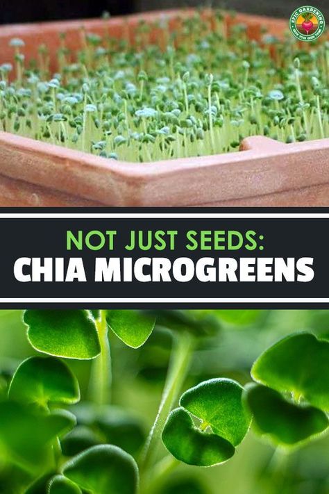 Chia Microgreens, Sprouting Chia Seeds, Growing Chia Seeds, Microgreens Garden, Microgreens Recipe, Growing Sprouts, Chia Benefits, Tattoo Plant, Chia Seeds Benefits