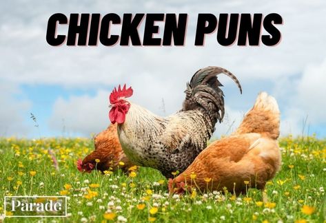 50 Chicken Puns That Are Eggs-cellently Funny Chicken Puns, Chick Quotes, Chicken Quotes, Chicken Jokes, Chicken Pictures, Cat Puns, Funny Chicken, Cute Chickens, Chicken Art