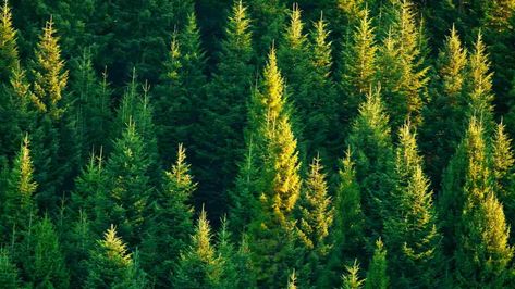 Types Of Evergreen Trees, Canada Forest, Relaxing Forest, Grand Fir, Silver Fir, Conifer Trees, Spruce Tree, Cedar Trees, Citrus Trees