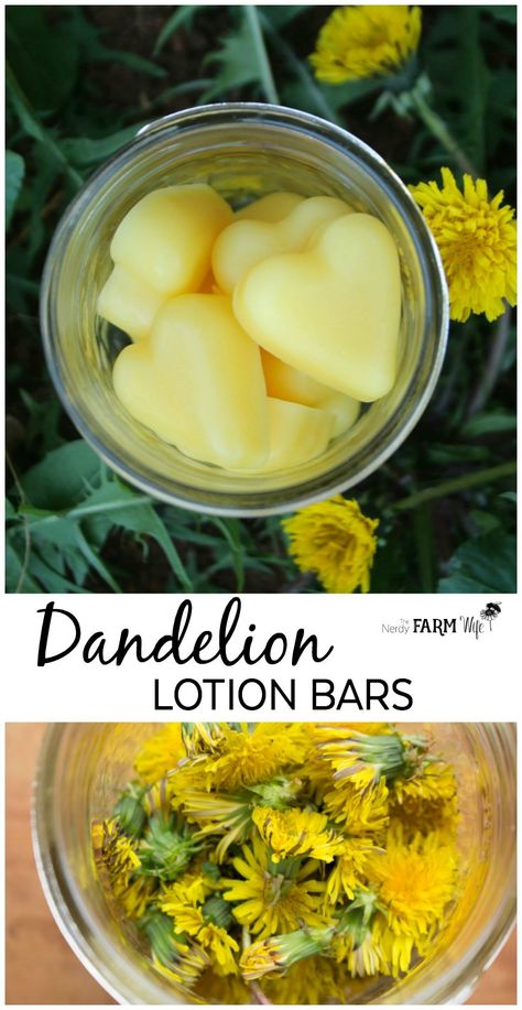 How to make Dandelion Lotion Bars - a super easy recipe perfect for dry chapped hands. Lotion bars have a long history of helping the toughest cases of cracked, dry skin, while dandelion oil is particularly useful for alleviating the chapped skin and soreness that comes along with manual labor. Dandelion Lotion, Dandelion Oil, Sore Hands, Săpunuri Handmade, Diy Lotion, Herbal Recipes, Diy Remedies, Homemade Soap Recipes, Dandelion Recipes