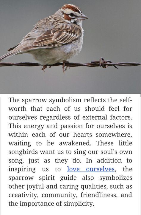 Sparrow Totem Sparrow Quotes Bird, Spiritual Meaning Of Sparrow, Sparrow Meaning Spiritual, Bird Meanings Symbols, Sparrow Tattoo Small, Sparrow Meaning, Birds Spiritual Meaning, Sparrow Tattoo Meaning, Sparrow Symbolism