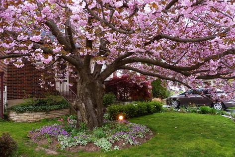 Kwanzan Cherry Tree, Landscaping Trees, Tree Mural, Backyard Inspiration, Backyard Fun, Cherry Tree, In Full Bloom, Landscape Trees, Farm Gardens