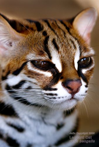 Maine Coone, Asian Leopard Cat, Small Wild Cats, Regnul Animal, Söpö Kissa, Leopard Cat, Söt Katt, Exotic Cats, Image Chat