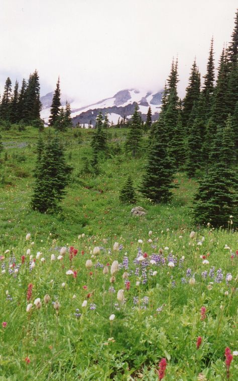 Olympic Peninsula Aesthetic, Washington Mountains Aesthetic, Houses In Washington State, Summer In Washington State, Washington Coast Aesthetic, Washington State Houses, Seattle Washington Aesthetic, Washington State Aesthetic, Seattle Nature