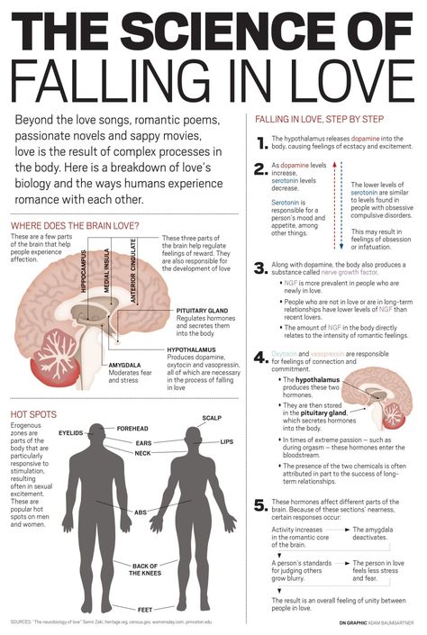 Your Brain on Love [infographic] | MeetMindful Science Of Love, Brain Facts, Romantic Poems, Med Student, Medical Knowledge, 7 Months, Mental And Emotional Health, Psychology Facts, Human Emotions