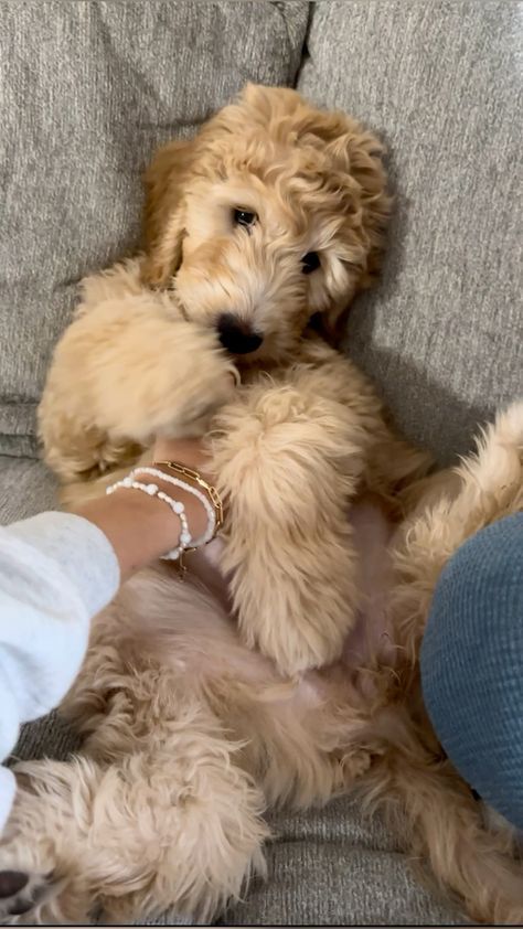 Cute Mini Goldendoodle Puppy, Cute Goldendoodle Puppies, Toy Golden Doodle Puppy, Aussie Goldendoodle, Labradoodle Aesthetic, Blonde Goldendoodle, Golden Doodle Aesthetic, Goldendoodle Aesthetic, Mini Goldendoodle Full Grown