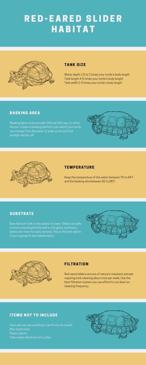 Red Ear Slider Turtle Habitat, Redear Slider Turtle, Red Earred Sliders, Turtle Pet Care, Red Eared Slider Turtle Habitat Outdoor, Turtle Tank Ideas Diy Aquariums, 10 Gallon Turtle Tank Ideas, Red Ear Turtle Tank Ideas, Red Slider Turtle Tank Ideas