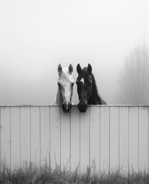 Horse Desktop Wallpaper, Black And White Horse Photography, White Horse Photography, Equestrian Photography, Horse Wallpaper, Horse Aesthetic, Puppies And Kitties, Equestrian Life, White Horses