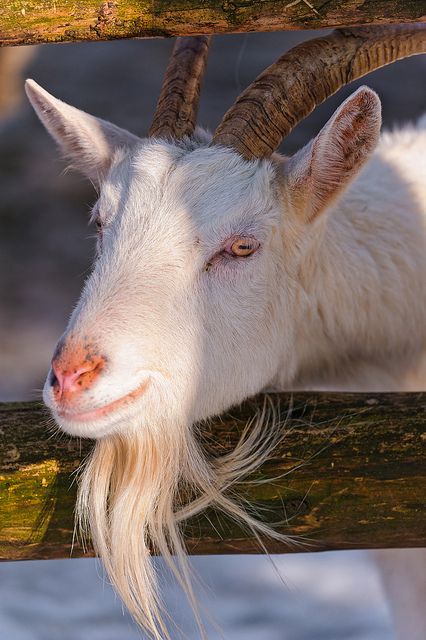 Cute and funny white goat | Flickr - Photo Sharing! Animals Wallpaper Aesthetic, Goat Photos, Cute Animals Wallpaper, Animal Dictionary, Goat Picture, Farm Animal Paintings, White Goat, Cute Goat, Arte Do Hip Hop