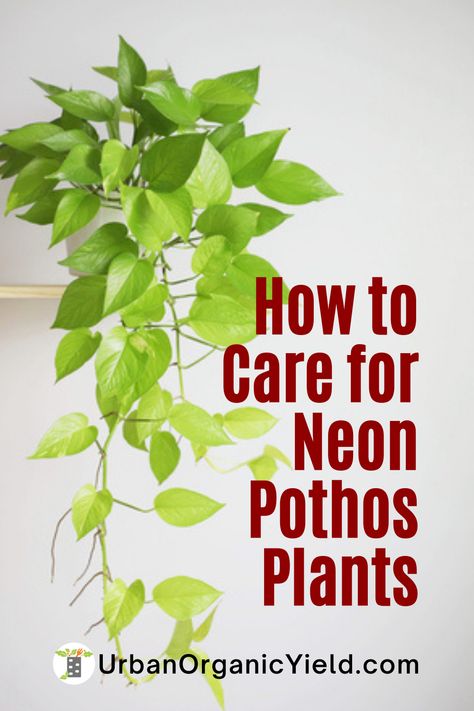 Neon Plants, Pothos Climbing Ideas, Brazil Pothos, Neon Pothos Plant Care, Neon Pothos Care, Brasil Pothos, Pothos Yellow Leaves, Pathos Plant, Pothos In Water