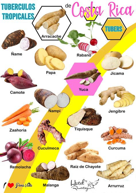 In Costa Rica we have a big variety of Tropical Tubers. They are not only a big part of the Tico diet, but it is also a great source of nutrients that grow naturally in the country.  Although the use of some of this tubers has been lost due to globalization, there is places where these are still grown and consume.  So, here is a list with some of the tubers you need to try while visiting. We hope you like it and let us know if you would like to know how to prepare dishes with this tubers. Tropical Vegetables, Costa Rica Poster, Costa Rica Map, Wine Inspiration, English Poster, Costa Rican Food, Carribean Food, Food Knowledge, Tea Health